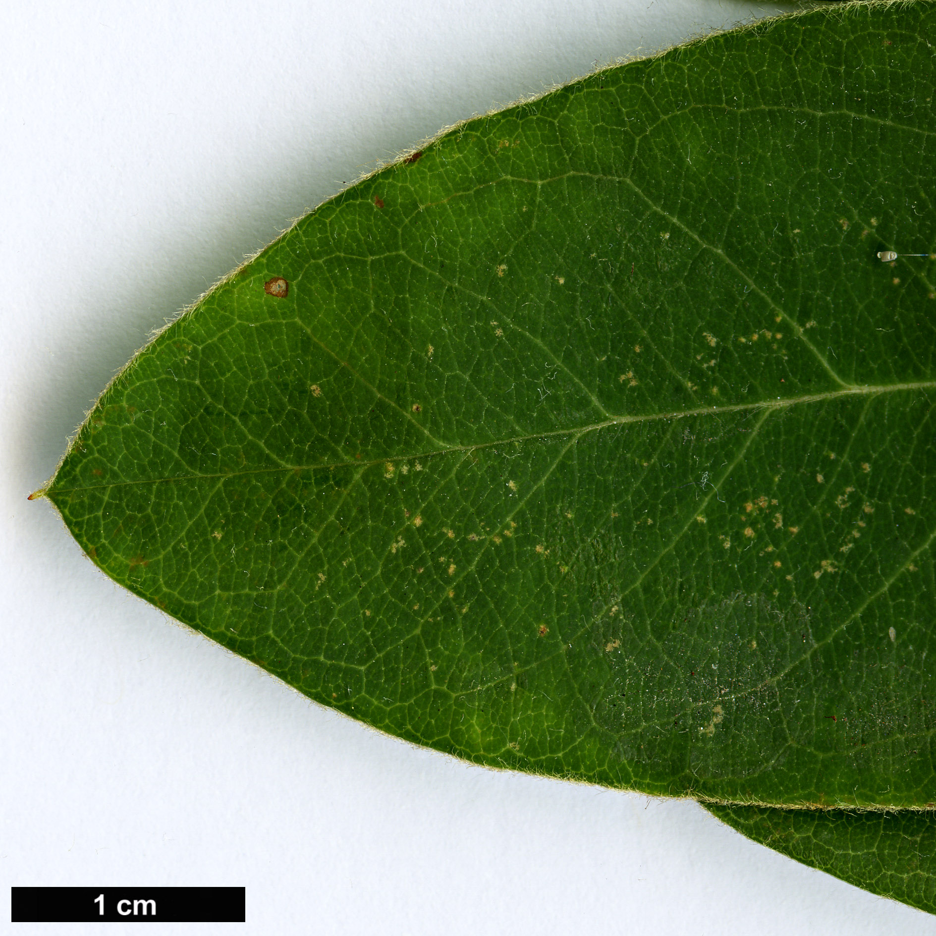 High resolution image: Family: Rosaceae - Genus: Cotoneaster - Taxon: arbusculus